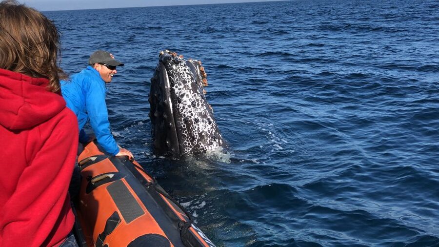 Newport Beach: Ultimate Whale Watching Adventure - Who should choose this Newport Beach tour?