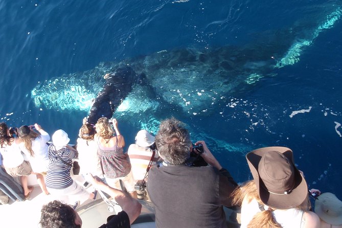 Newport Beach: Whale and Dolphin-Watching Cruise - What This Newport Cruise Is Really Like