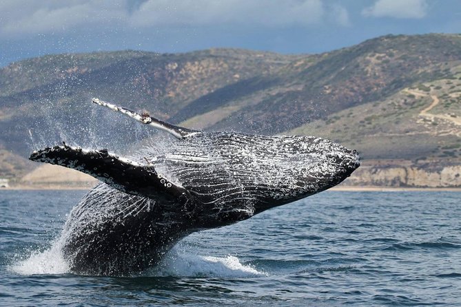 Newport Beach: Whale and Dolphin-Watching Cruise - Balboa Island and the First Coastal Views