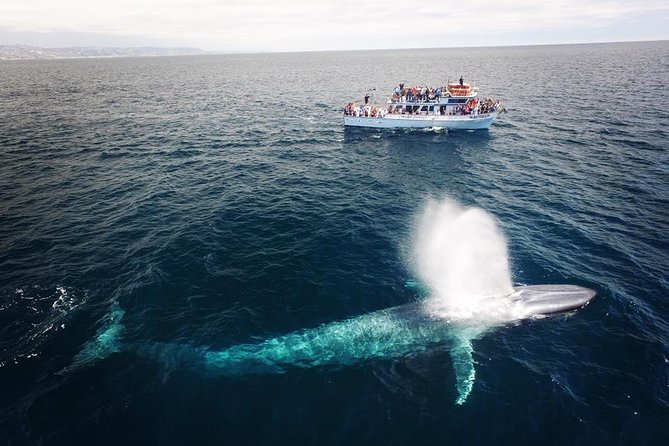Newport Beach: Whale and Dolphin-Watching Cruise - Corona del Mar and the Safety Briefing