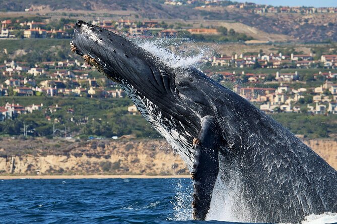 Newport Beach: Whale and Dolphin-Watching Cruise - Newport Beach Pier and Crystal Cove