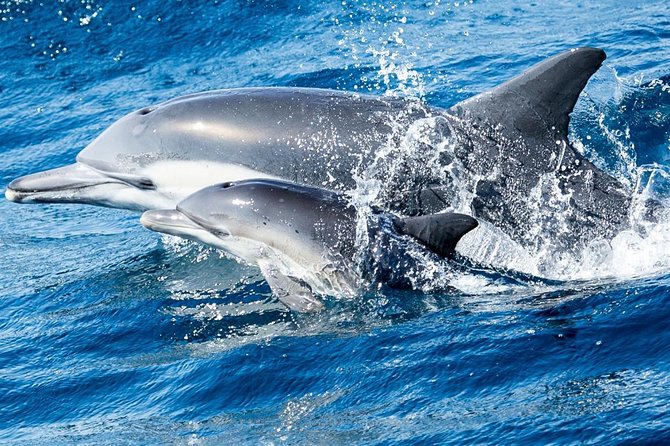 Newport Beach: Whale and Dolphin-Watching Cruise - Laguna Beach and The Wedge on the Return