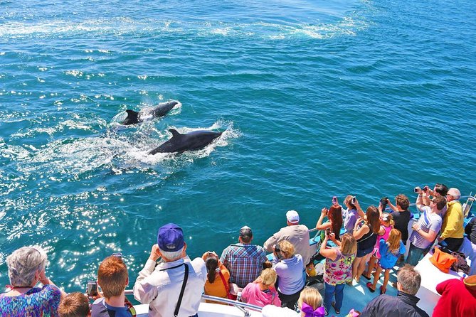 Newport Beach: Whale and Dolphin-Watching Cruise - Leaving From 309 Palm Street