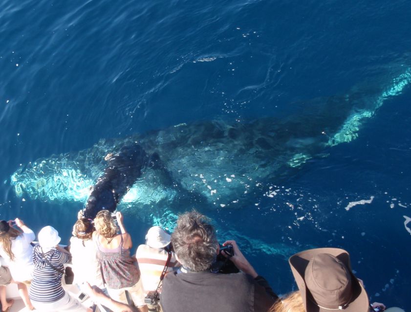 Newport Beach: Year-Round Whale Watching Cruise - Key points to know before you go