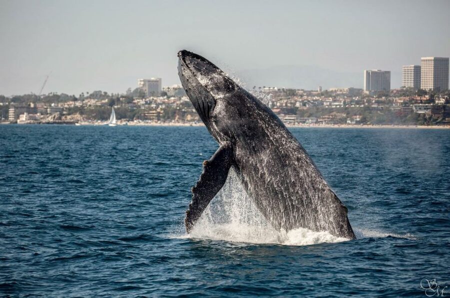 Newport Beach: Year-Round Whale Watching Cruise - What the Newport Beach cruise is really like