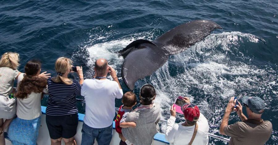 Newport Beach: Year-Round Whale Watching Cruise - Leaving Newport Harbor through Balboa Island