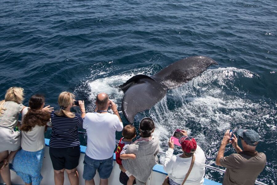 Newport Beach: Year-Round Whale Watching Cruise - Crystal Cove State Park from the water