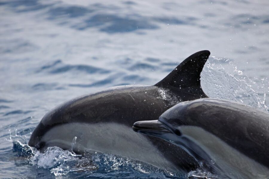 Newport Beach: Year-Round Whale Watching Cruise - Newport Beach Pier and the search offshore