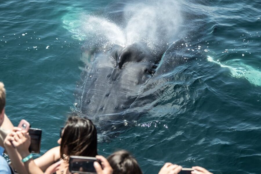 Newport Beach: Year-Round Whale Watching Cruise - What you might see in each season