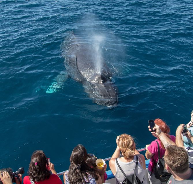 Newport Beach: Year-Round Whale Watching Cruise - A purpose-built boat with room to move