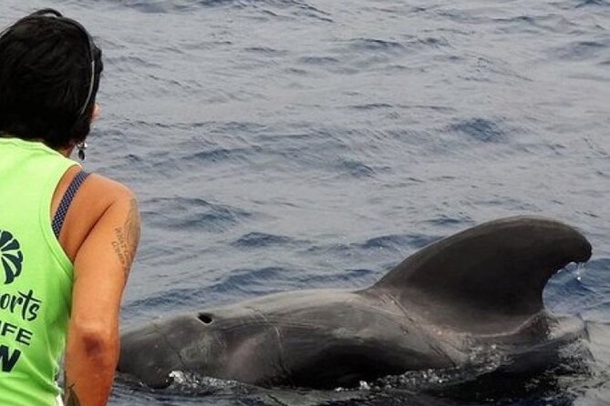No chase Whale & Dolphin tour putting Marine Life first - we care - Key points to know before boarding