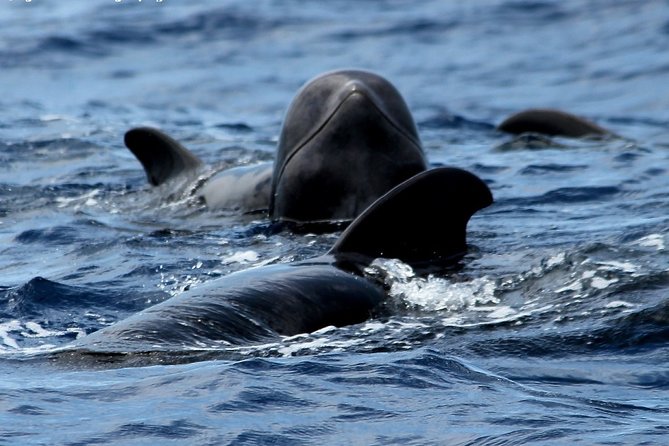 No chase Whale & Dolphin tour putting Marine Life first - we care - Setting out from Los Cristianos on the Bahriyeli