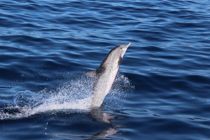 No chase Whale & Dolphin tour putting Marine Life first - we care - Dolphins, turtles, and passing species