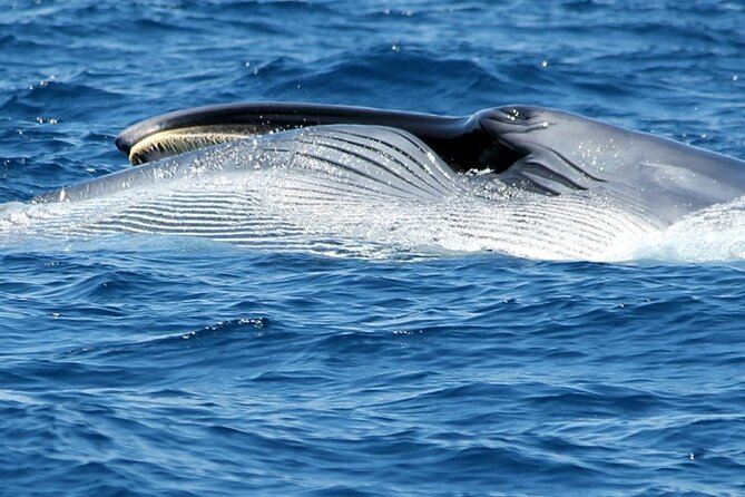No chase Whale & Dolphin tour putting Marine Life first - we care - What the two-hour format gets right