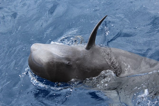 No chase Whale & Dolphin tour putting Marine Life first - we care - Price, value, and the conservation message