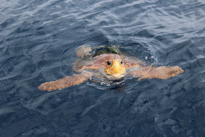 No chase Whale & Dolphin tour putting Marine Life first - we care - Booking, cancellations, and who should choose it