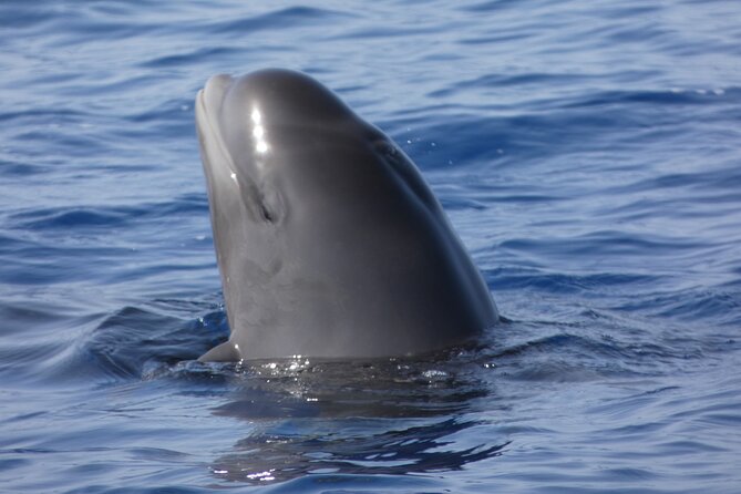 No chase Whale & Dolphin tour putting Marine Life first - we care - The first part of the cruise: coast, cliffs, and Mount Teide