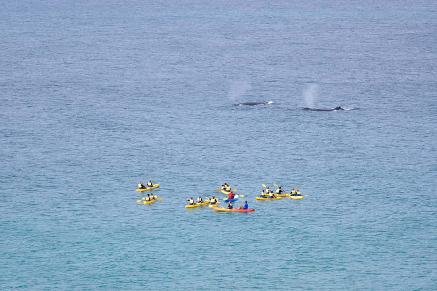 Noosa: Epic Whale Watching Ocean Kayak Tour & Beach 4X4 - Key points to know before booking