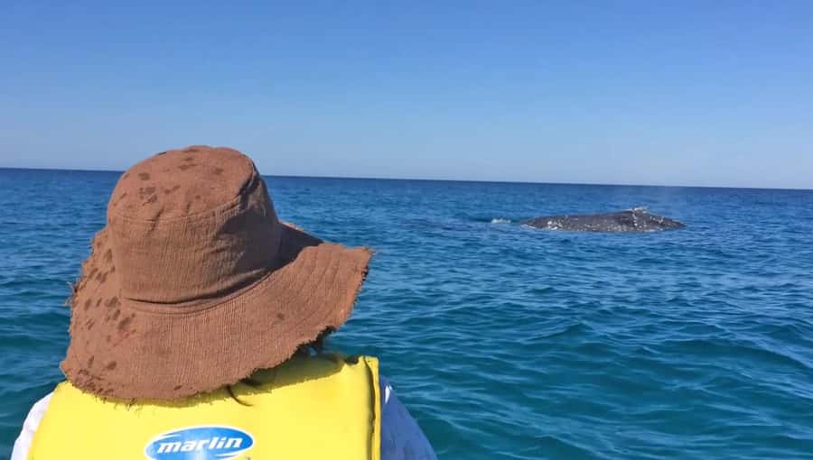 Noosa: Epic Whale Watching Ocean Kayak Tour & Beach 4X4 - From central Noosa to the Great Sandy National Park