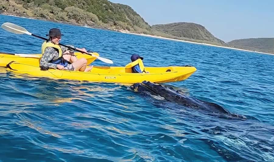 Noosa: Epic Whale Watching Ocean Kayak Tour & Beach 4X4 - Two hours of ocean kayaking at Double Island Point