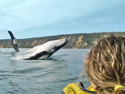 Noosa: Epic Whale Watching Ocean Kayak Tour & Beach 4X4