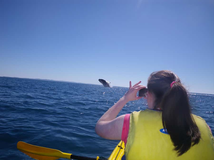 Noosa: Epic Whale Watching Ocean Kayak Tour & Beach 4X4 - Is $121 good value?