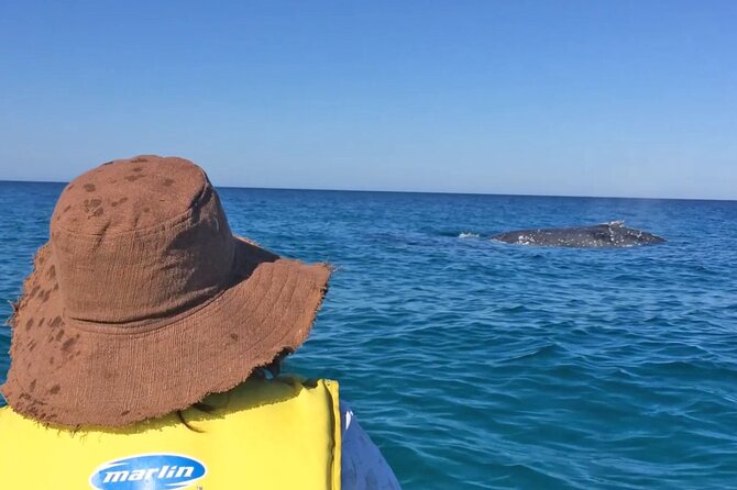 Noosa: Epic Whale Watching On Ocean Kayaks & Beach 4X4 Tour - Why this Noosa tour feels different