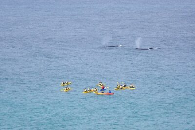 Noosa: Epic Whale Watching On Ocean Kayaks & Beach 4X4 Tour