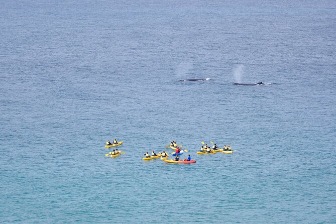 Noosa: Epic Whale Watching On Ocean Kayaks & Beach 4X4 Tour - Starting at The J in Noosa Heads