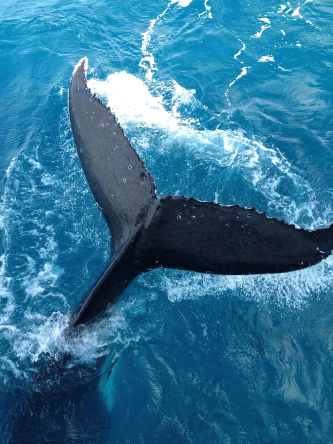 Noosa; Noosa Ocean Adventures - Whale Watching - Leaving Noosaville for the open water