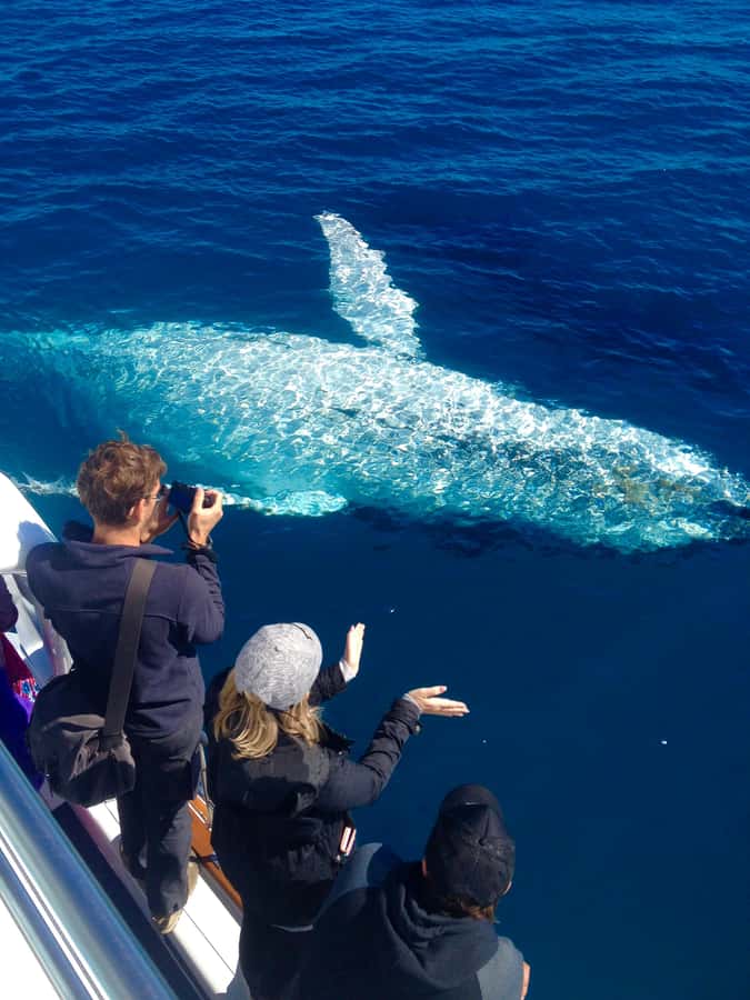 Noosa; Noosa Ocean Adventures - Whale Watching - Humpback whales off Noosa National Park