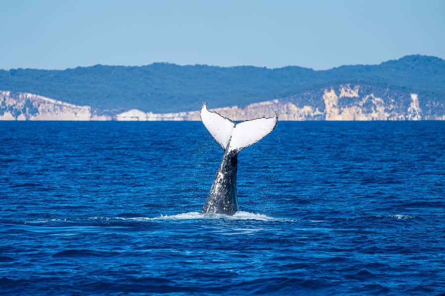 Noosa; Noosa Ocean Adventures - Whale Watching - Dolphins, turtles, manta rays, and seabirds