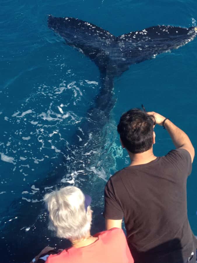 Noosa; Noosa Ocean Adventures - Whale Watching - Why the small group changes the experience