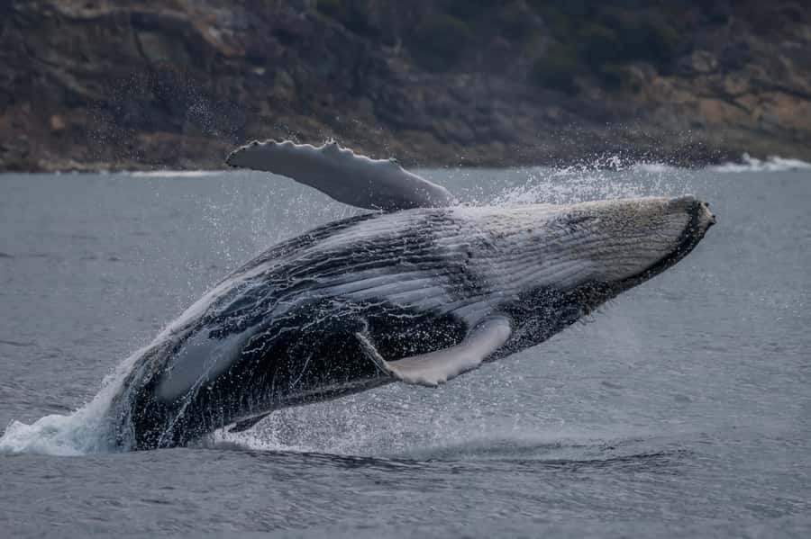 Noosa; Noosa Ocean Adventures - Whale Watching - What the full two hours feel like