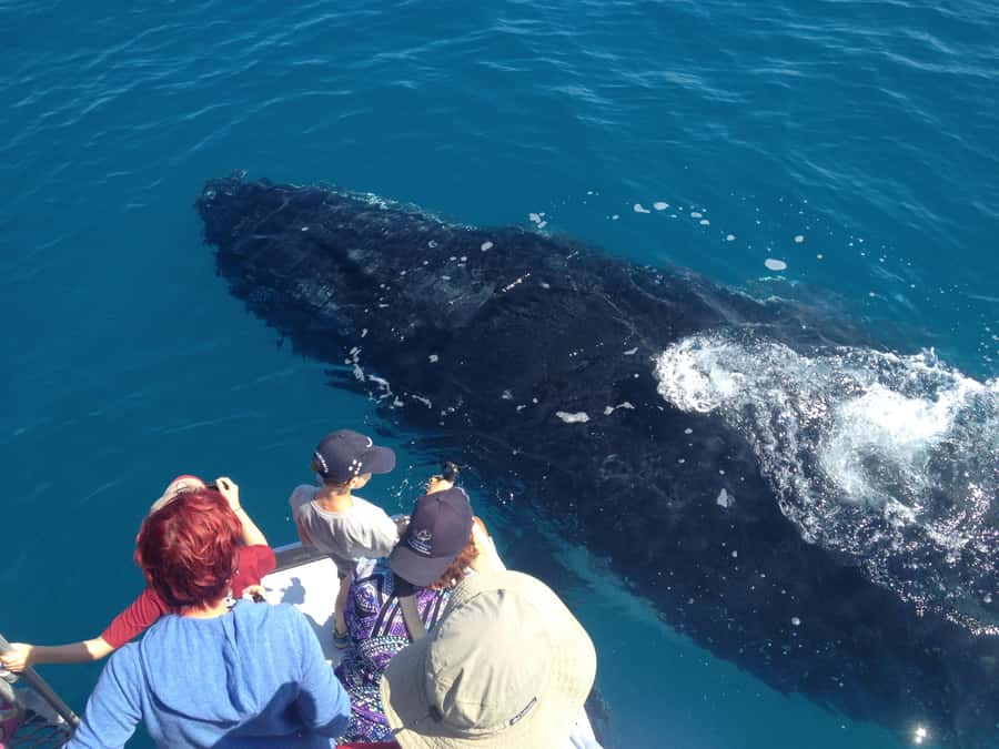 Noosa; Noosa Ocean Adventures - Whale Watching - Practical tips for a better outing