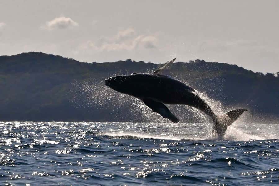 Noosa: Noosa Whale Watching Tour - Key points to know before you go