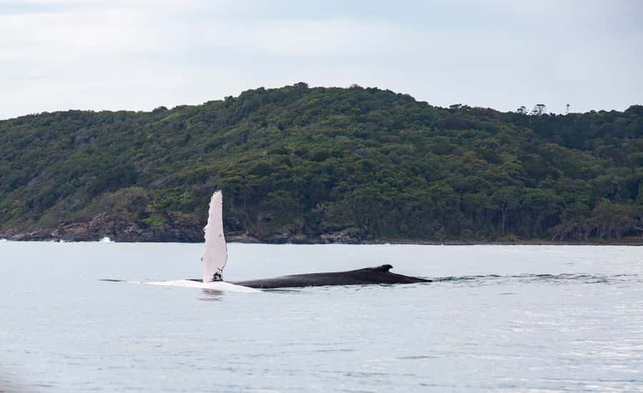 Noosa: Noosa Whale Watching Tour - Looking for humpbacks beyond Noosa Headland