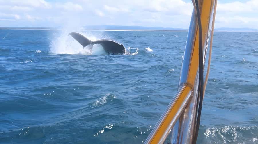 Noosa: Noosa Whale Watching Tour - What the captain adds to the two hours