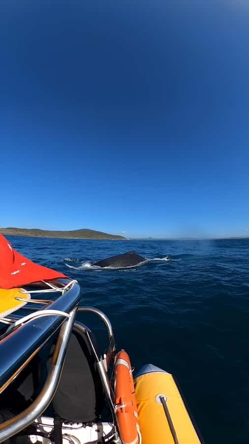 Noosa: Noosa Whale Watching Tour - The ride: scenic cruise or serious ocean motion?