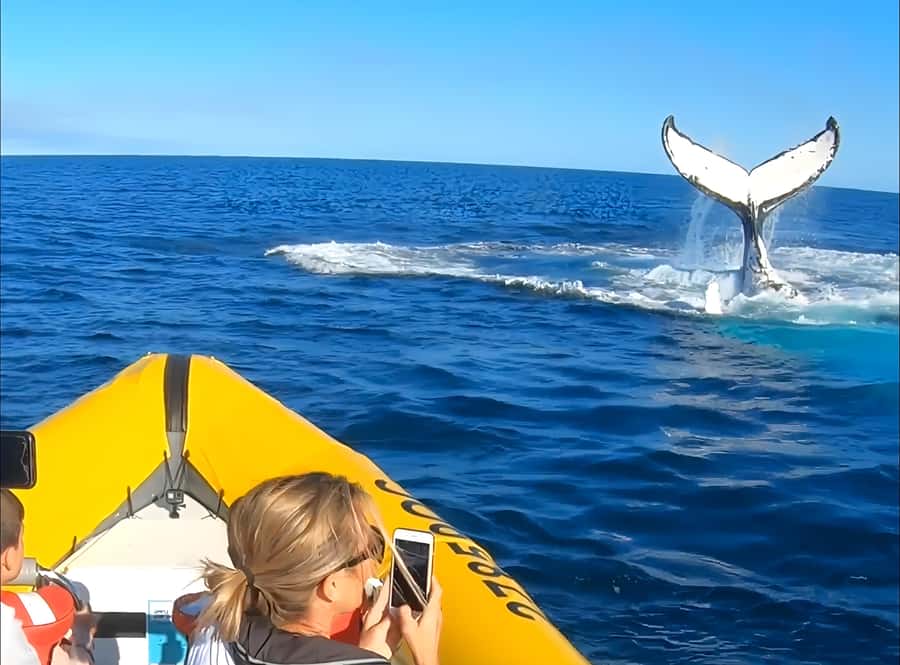 Noosa: Noosa Whale Watching Tour - How much value do you get for $70?