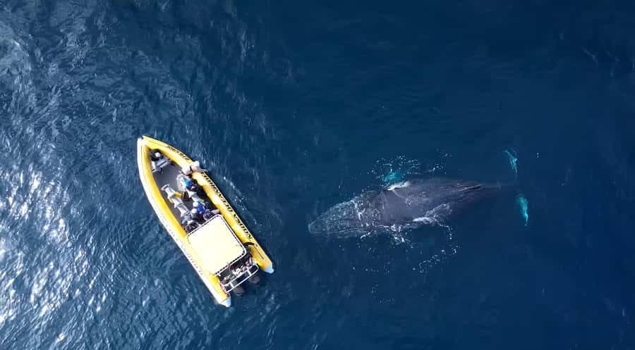 Noosa: Noosa Whale Watching Tour - Who should book this Noosa whale trip?
