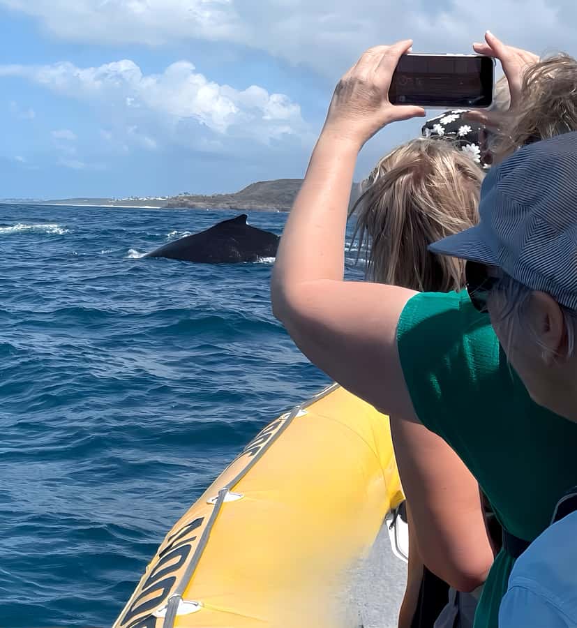 Noosa: Noosa Whale Watching Tour - Practical packing advice for the boat