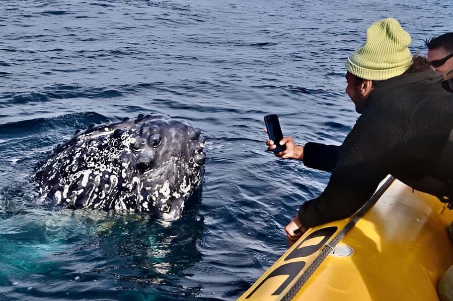 Noosa: Noosa Whale Watching Tour - A calm river start before the ocean run