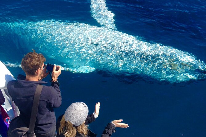 Noosa Ocean Adventures: Whale Watch - Key points to know before booking