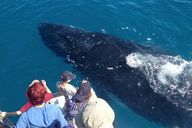 Noosa Ocean Adventures: Whale Watch - Watching humpback whales along Noosa Headland