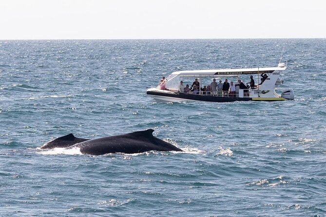 Noosa Ocean Adventures: Whale Watch - More than whales: dolphins, turtles, rays, and seabirds