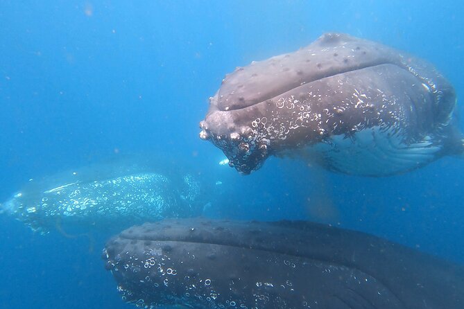 Noosa Ocean Adventures: Whale Watch - What the guides add to the experience