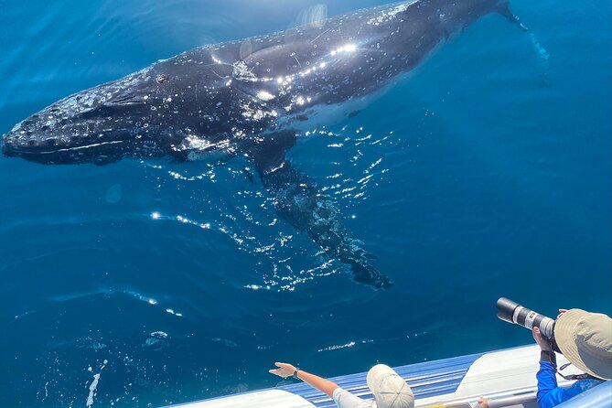 Noosa Ocean Adventures: Whale Watch - Is $68.14 good value for two hours?