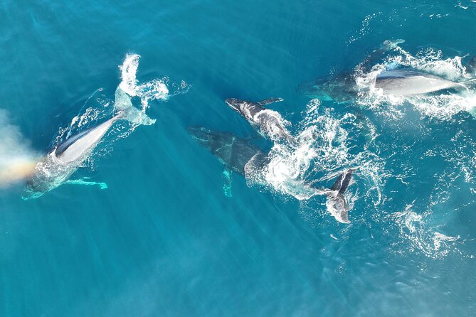 Noosa Ocean Adventures: Whale Watch - Who will enjoy the Noosa Thriller most?