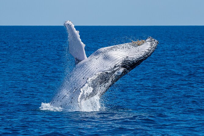 Noosa Ocean Adventures: Whale Watch - Crossing Noosa Bar, where the ride gets lively